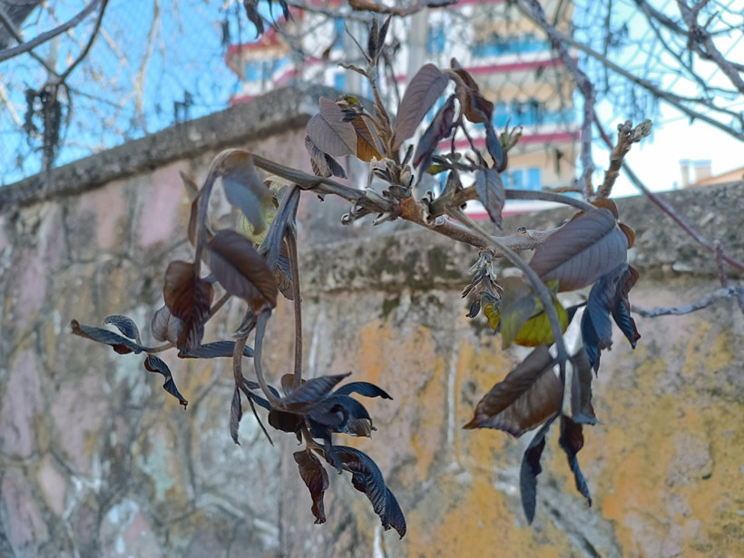Zirai don felaketi: Yangını görmezden gelmeyin, afet bölgesi ilan edin - Resim : 1