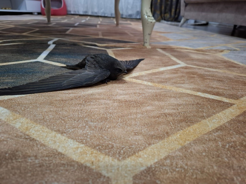 Bitkin halde bulunan ebabil kuşları koruma altına alındı - Resim : 2