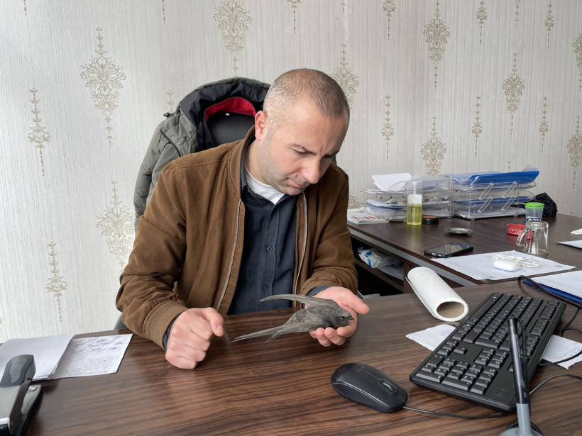 Bitkin halde bulunan ebabil kuşları koruma altına alındı - Resim : 1