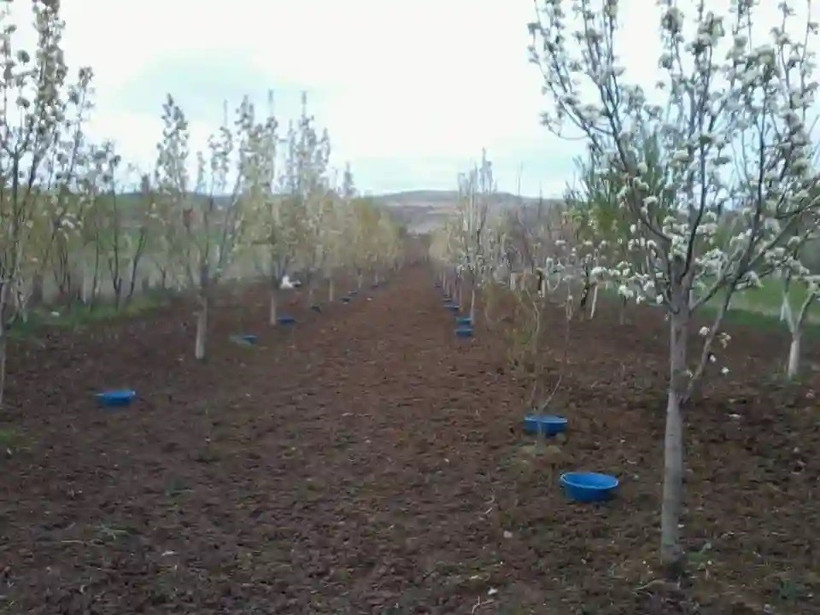 Meyve bahçelerinde verimi düşüren böceğe mavi leğenli önlem - Resim : 1