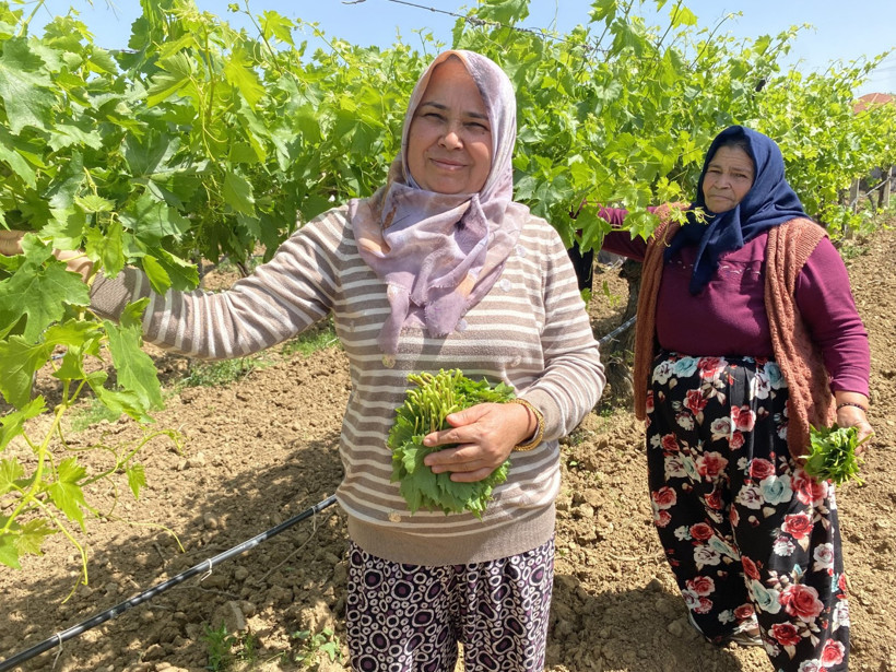 Yaprağı meyvesinden daha çok kazandırıyor - Resim : 1