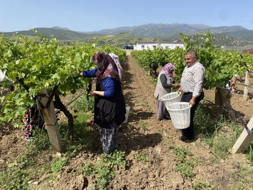 Yaprağı meyvesinden daha çok kazandırıyor - Resim : 2