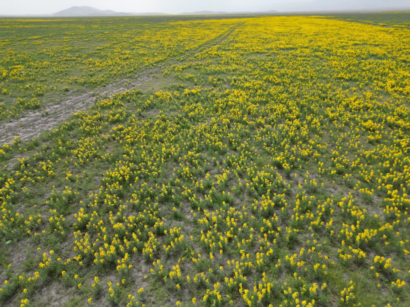 Bu çiçeği koparmanın cezası yarım milyondan fazla - Resim : 1