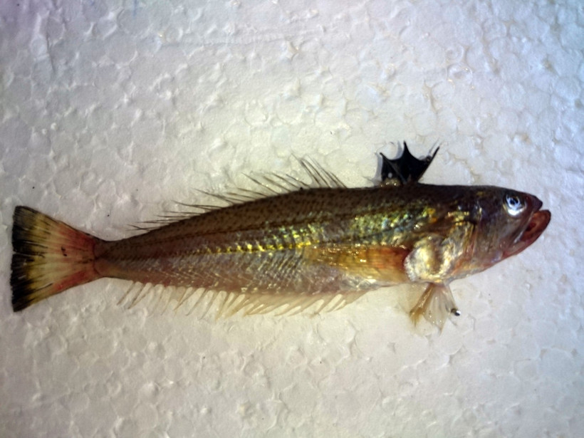 Denize girenler dikkat: Değdiği an hastanelik ediyor - Resim : 2