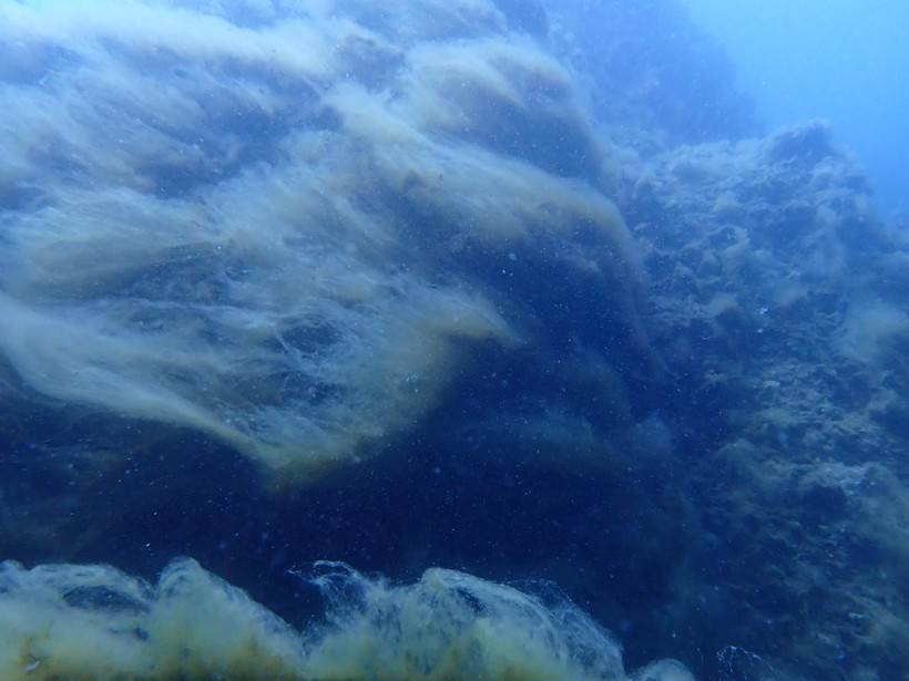 Müsilaj Akdeniz'e sıçradı - Resim : 1