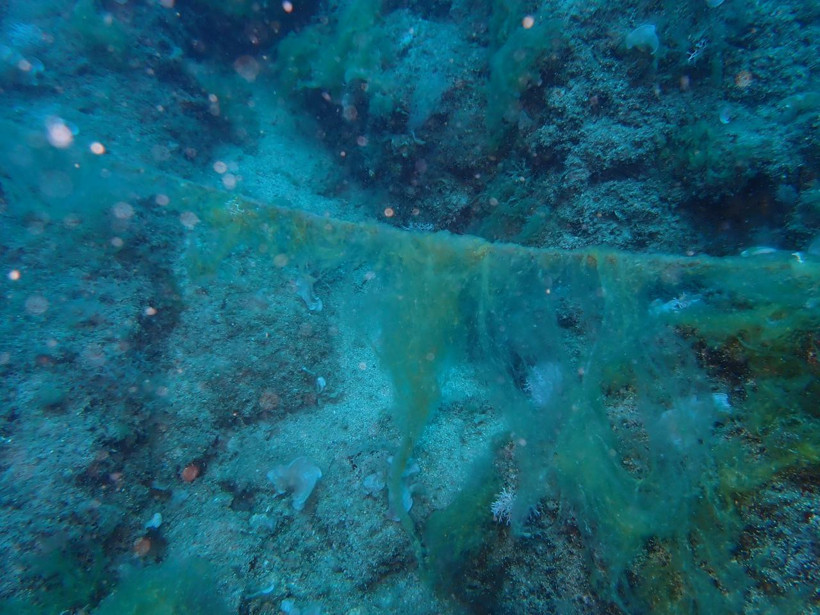 Müsilaj Akdeniz'e sıçradı - Resim : 2