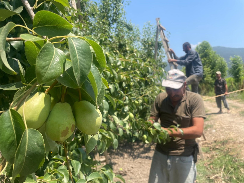 Hasat öncesinde tonlarca meyveyi koparıp yere atıyorlar - Resim : 1