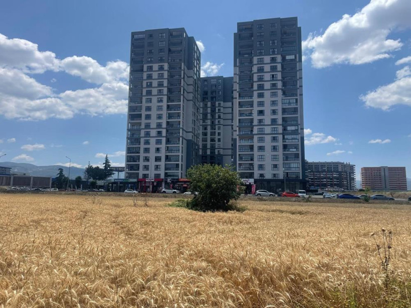 Milyon dolarlık gökdelenlerin tam ortasında hasat yapıyorlar - Resim : 3