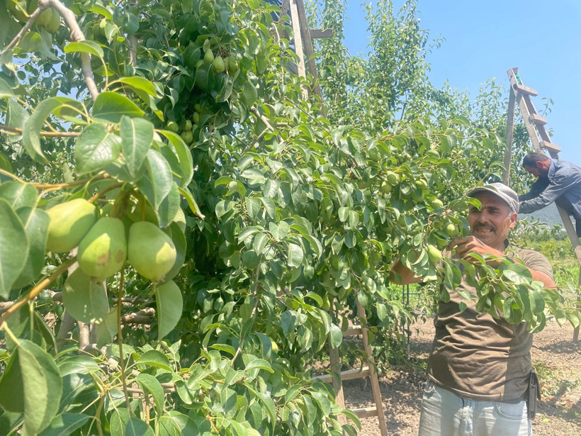 Fiyatlar geçen yıla göre ikiye katlandı: Dalında 40 TL'yi gördü - Resim : 2