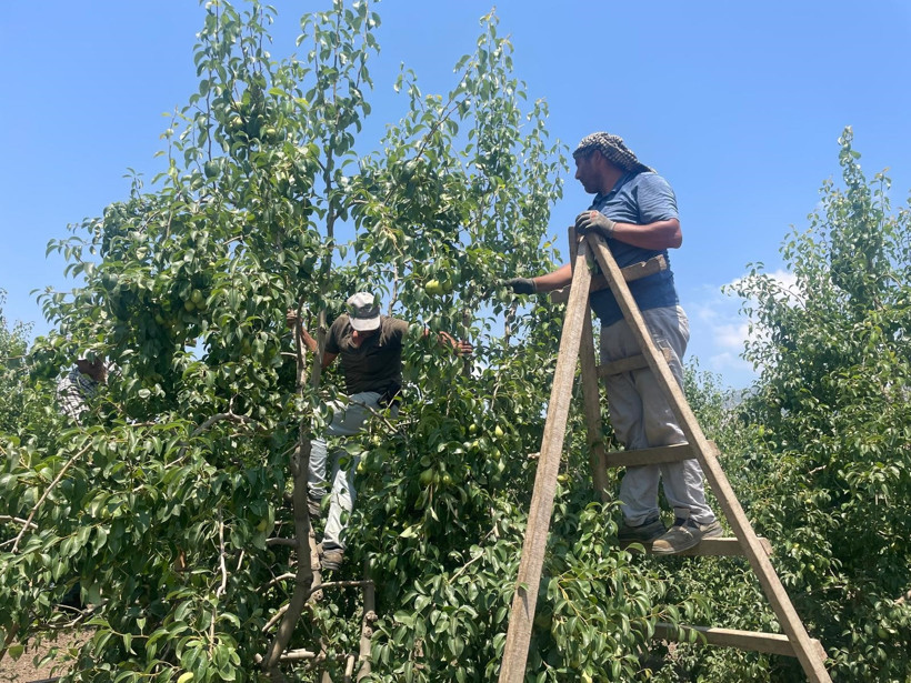 Fiyatlar geçen yıla göre ikiye katlandı: Dalında 40 TL'yi gördü - Resim : 3