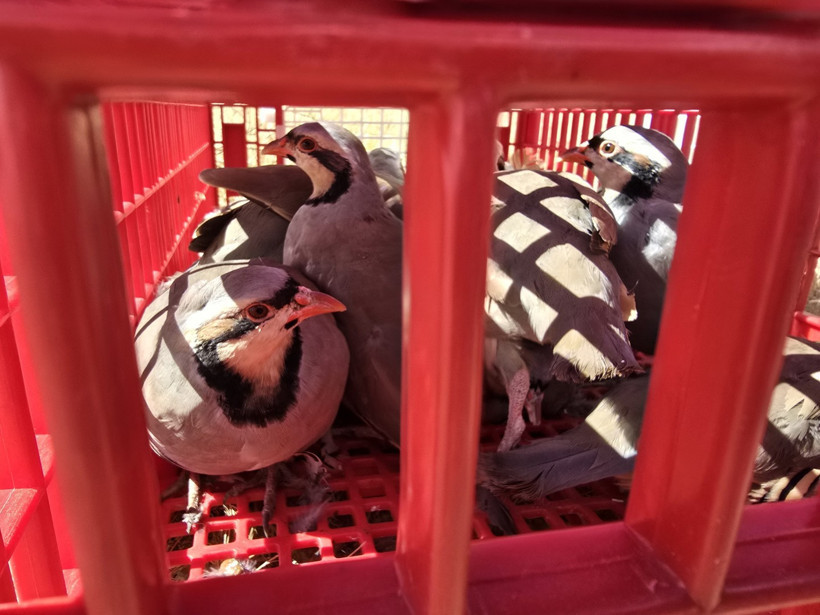 Kene ile mücadele için bin keklik doğaya salındı - Resim : 1