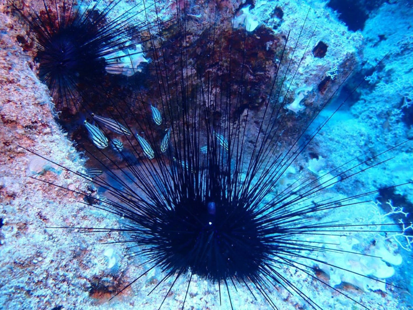 Ege Denizi'nde yeni tehlike: Uzun dikenli deniz kestanesi kıyılarımızı istila ediyor - Resim : 1