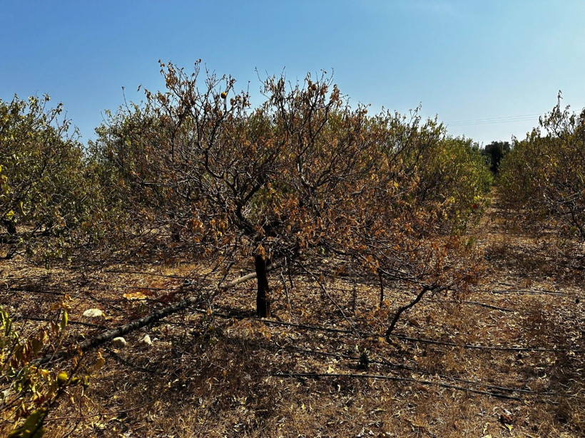 Yüzlerce dönümlük limon ağaçları kavruldu - Resim: 2