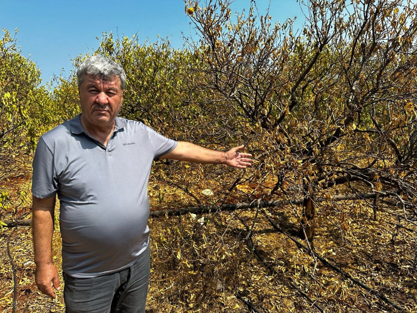 Yüzlerce dönümlük limon ağaçları kavruldu - Resim: 3