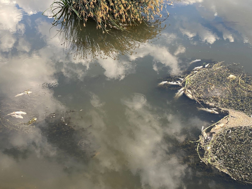 Gölette korkutan manzara: Yüzlerce balık ölü bulundu - Resim : 2