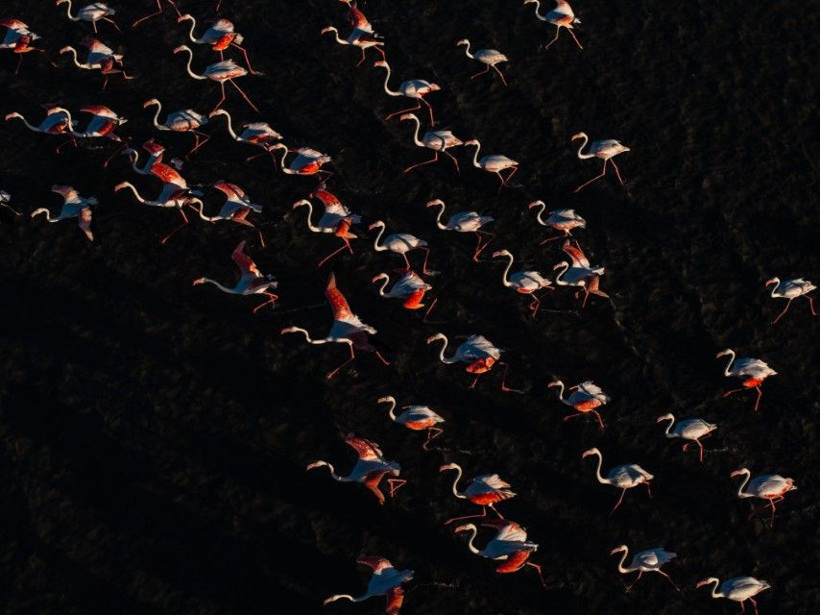 Yozgat'ın zarif misafirleri - Resim: 1