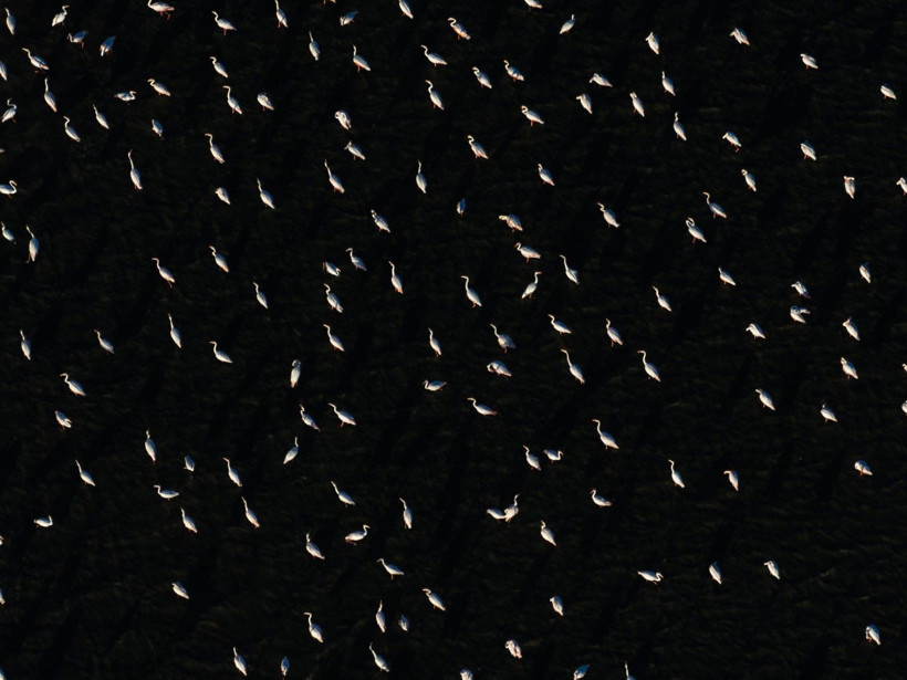 Yozgat'ın zarif misafirleri - Resim: 2