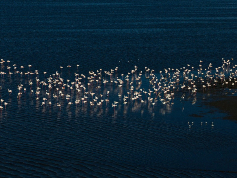 Yozgat'ın zarif misafirleri - Resim: 3