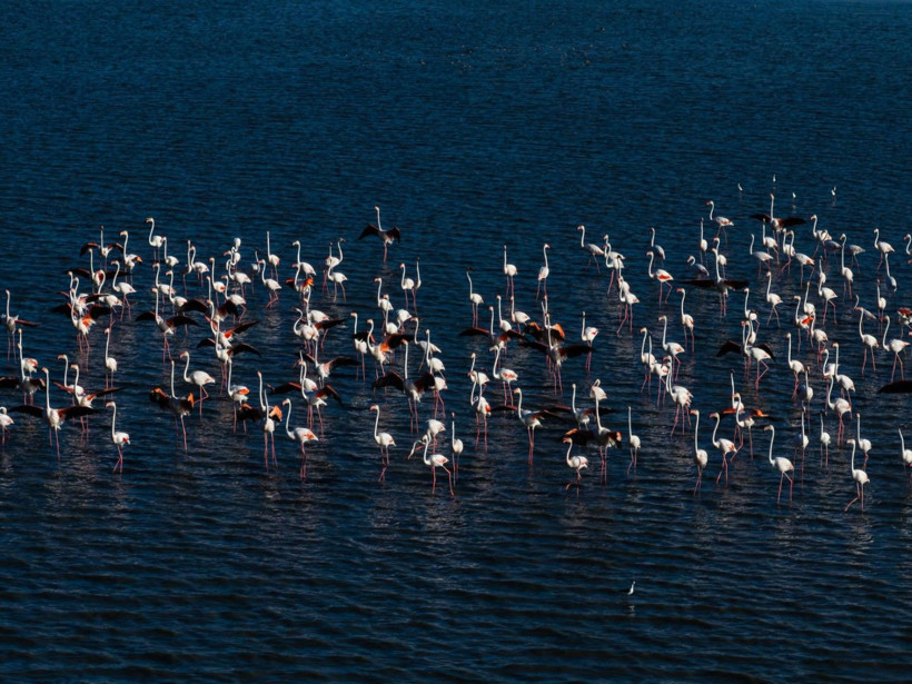 Yozgat'ın zarif misafirleri - Resim: 4