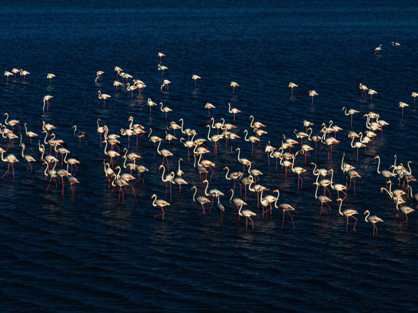 Yozgat'ın zarif misafirleri - Resim: 5
