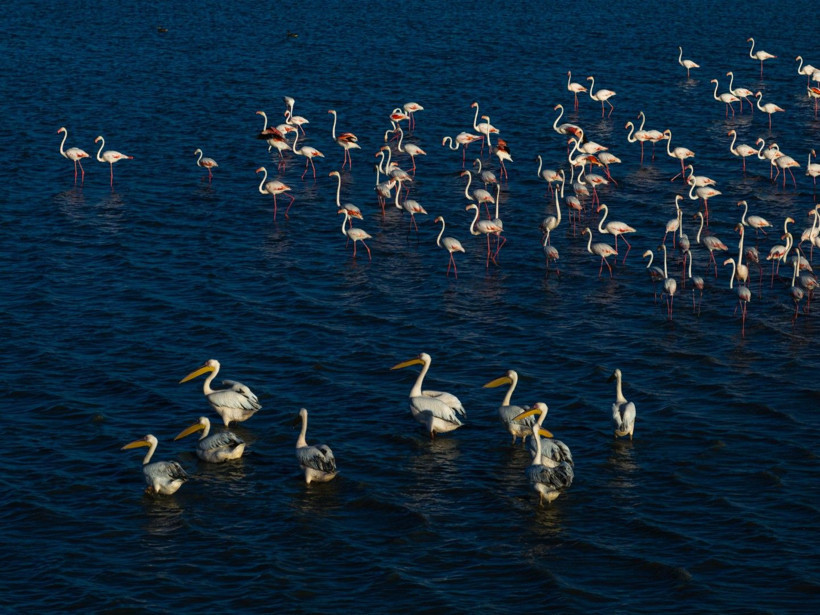 Yozgat'ın zarif misafirleri - Resim: 6
