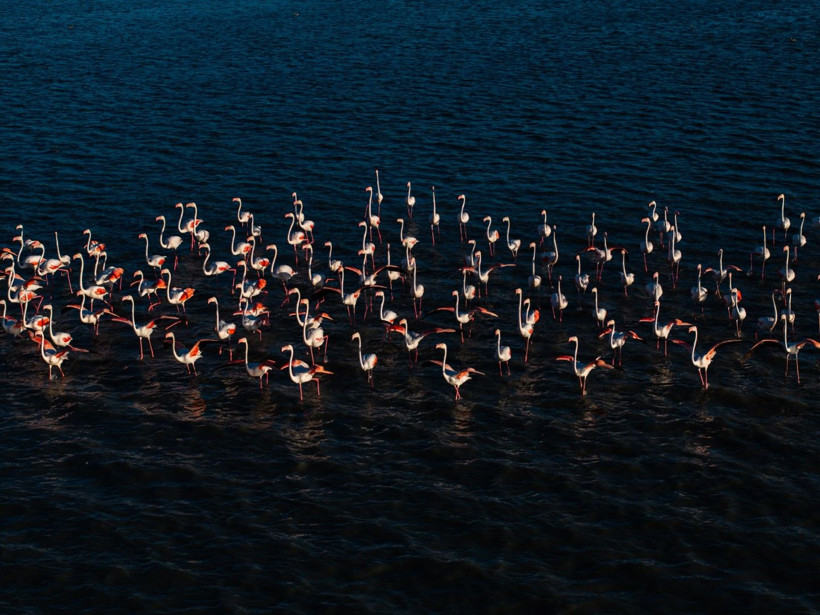 Yozgat'ın zarif misafirleri - Resim: 10
