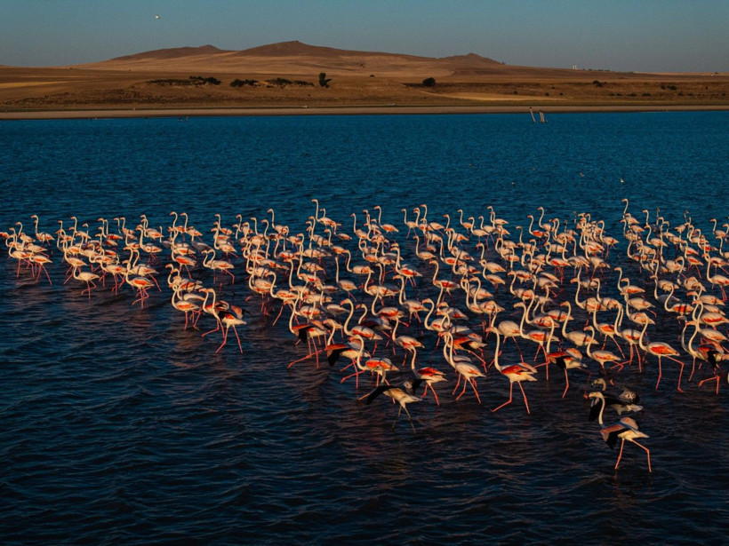 Yozgat'ın zarif misafirleri - Resim: 11