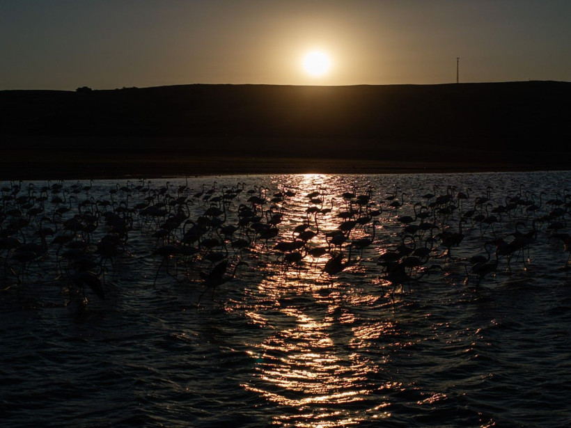 Yozgat'ın zarif misafirleri - Resim: 15