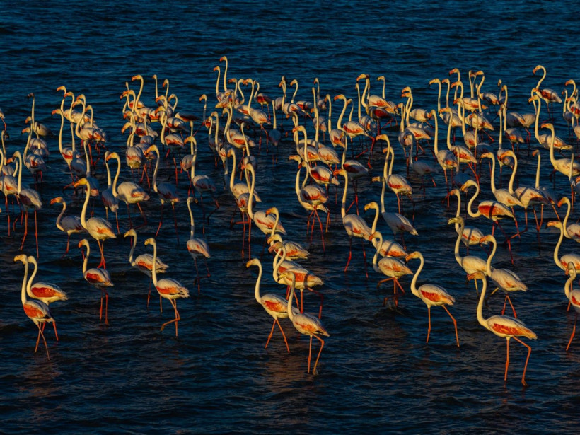 Yozgat'ın zarif misafirleri - Resim: 16