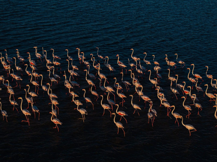 Yozgat'ın zarif misafirleri - Resim: 17