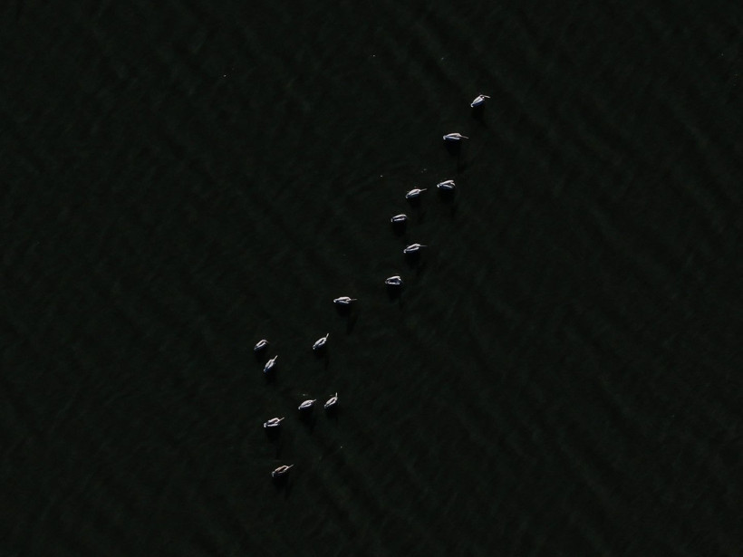 Yozgat'ın zarif misafirleri - Resim: 19