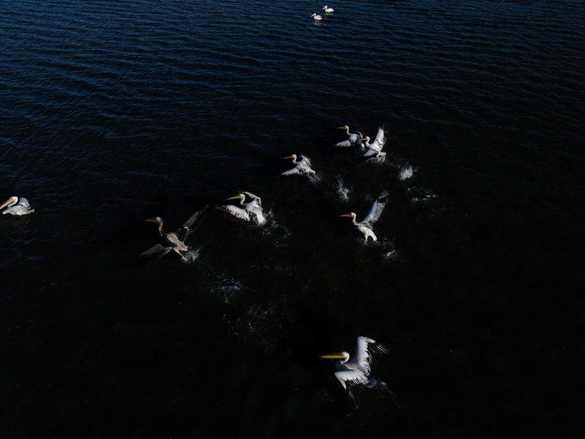 Yozgat'ın zarif misafirleri - Resim: 21
