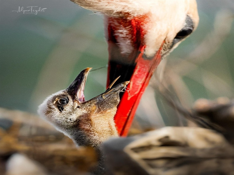 Yaren Leylek’in yavrularından biri Mısır’da, diğeri Batı Şeria’da - Resim : 3