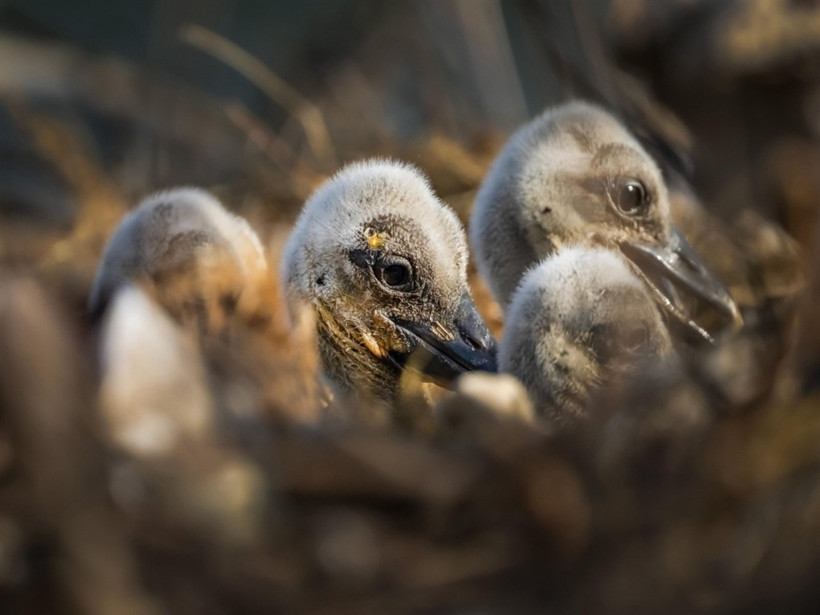 Yaren Leylek’in yavrularından biri Mısır’da, diğeri Batı Şeria’da - Resim : 2
