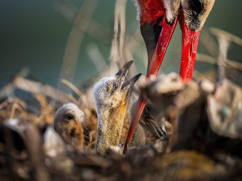 Yaren Leylek’in yavrularından biri Mısır’da, diğeri Batı Şeria’da - Resim : 1
