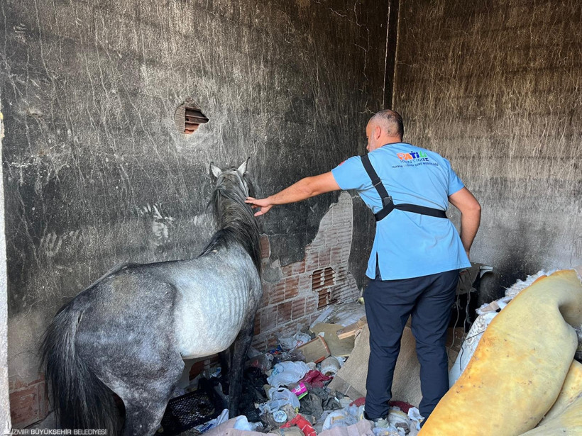 İzmir'de skandal: Günlerce aç bırakıldılar, TJK açıklama yaptı! - Resim : 2