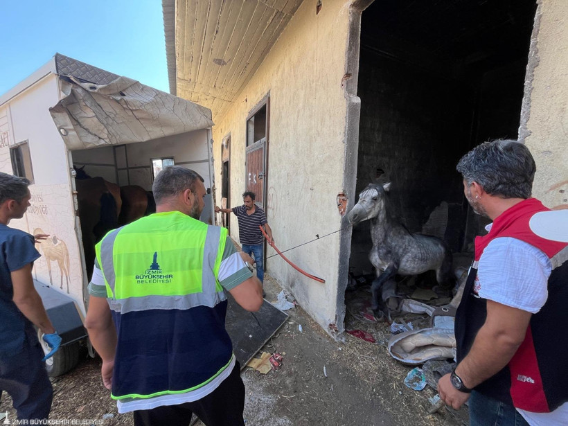 İzmir'de skandal: Günlerce aç bırakıldılar, TJK açıklama yaptı! - Resim : 3