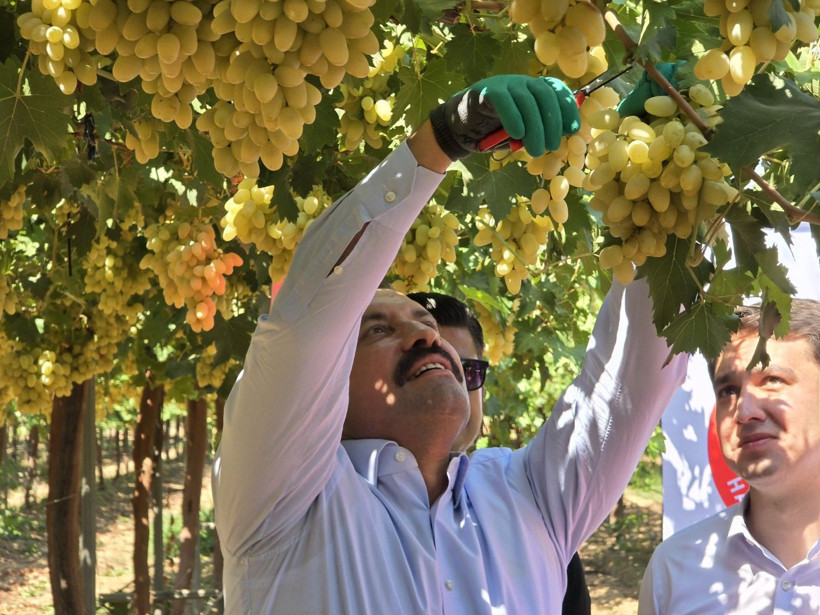 Bağ bozumu başladı: Beklenti 85 bin ton - Resim: 2