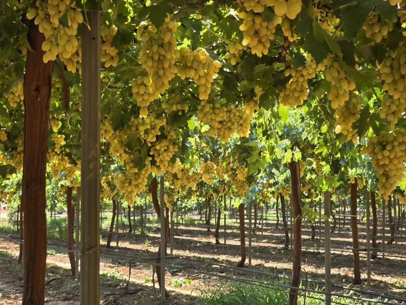 Bağ bozumu başladı: Beklenti 85 bin ton - Resim: 1
