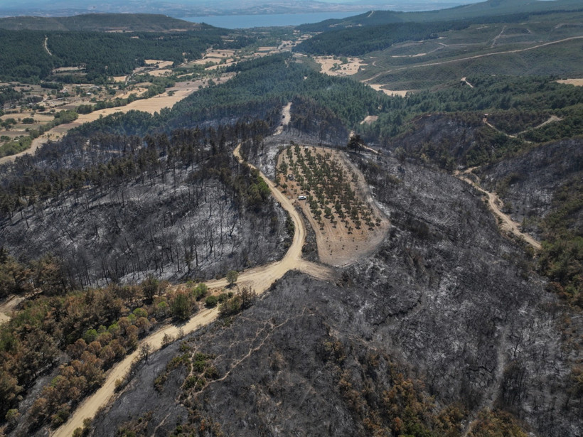 Alevler zeytinleri teğet geçti - Resim : 2