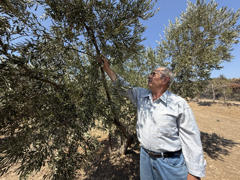 Alevler zeytinleri teğet geçti - Resim : 3