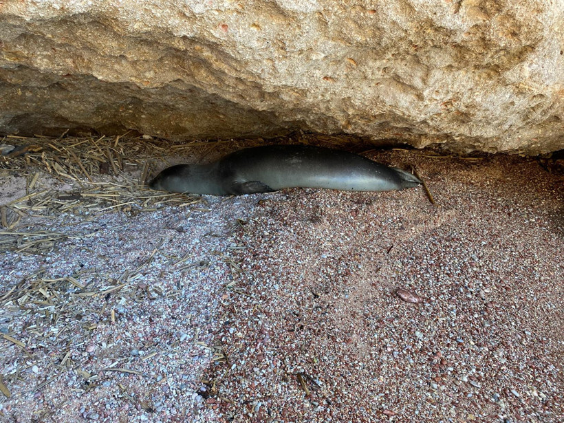 Dinlenmeye geldi, sahile şerit çekildi - Resim : 1