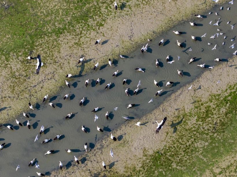 Kuraklığa rağmen beyaz leyleklerin uğrak yeri: Çavuşçu Gölü - Resim: 6