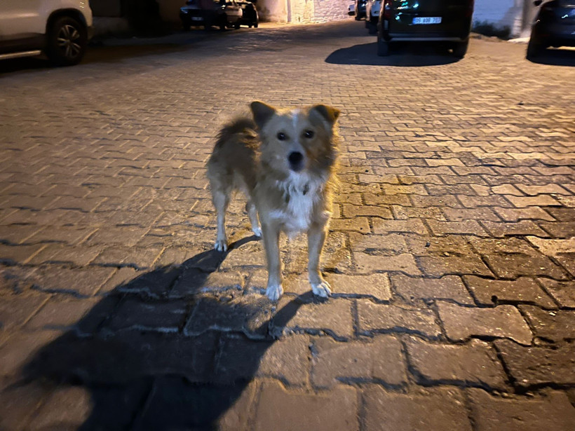 86 yaşındaki kadın 20 saat sonra köpeğinin havlamasıyla bulundu - Resim : 1