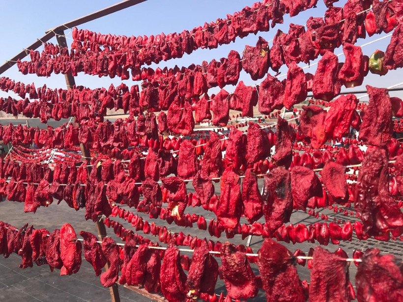 Şanlıurfa'da acı serüven: Kilosu 350 liradan başlıyor - Resim : 2