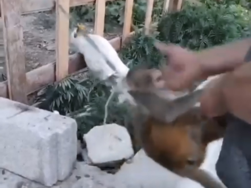 Şiddet gören maymun korumaya alındı - Resim : 1