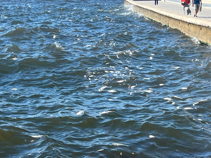 İzmir Körfezi'nde balıklar ölüyor, koku mahalleleri aşıyor - Resim : 2