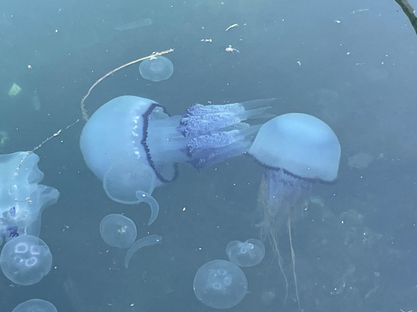 Marmara’da müsilaj yeniden başladı: Balıkçılar çaresiz - Resim : 1
