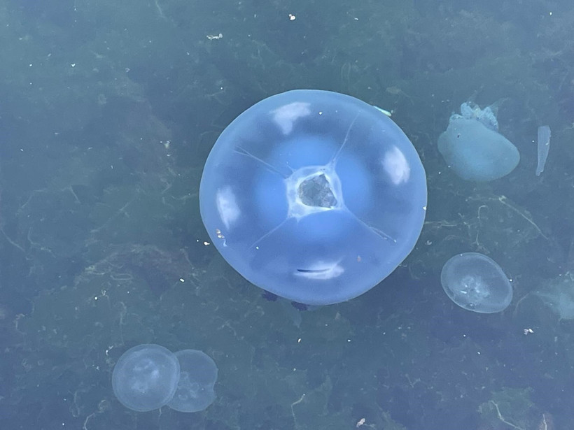 Marmara’da müsilaj yeniden başladı: Balıkçılar çaresiz - Resim : 2