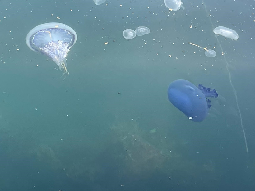 Marmara’da müsilaj yeniden başladı: Balıkçılar çaresiz - Resim : 3